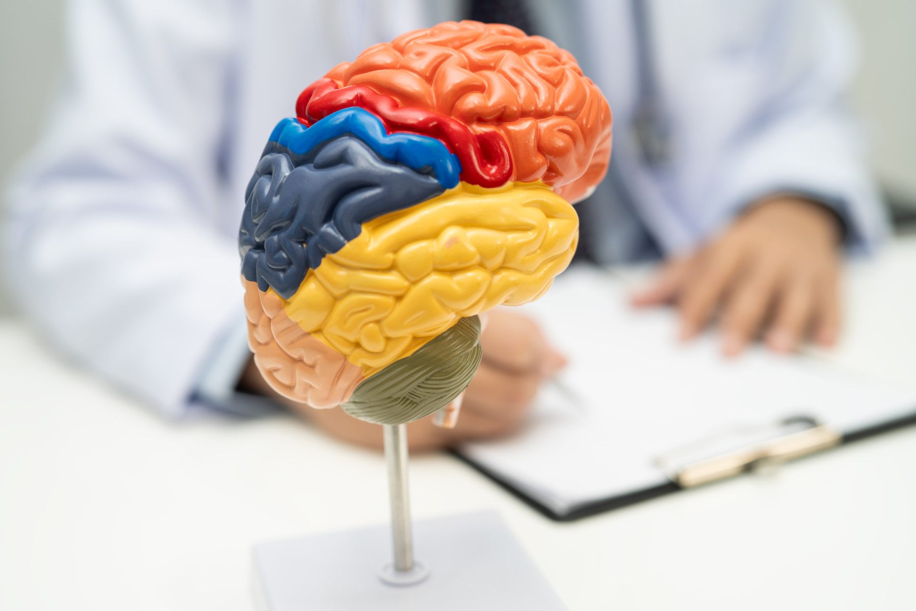 A close-up of a colourful anatomical model of the human brain on a stand, with different regions highlighted in orange, red, blue, yellow and grey. In the blurred background, a medical professional is seated at a desk writing on a clipboard.
