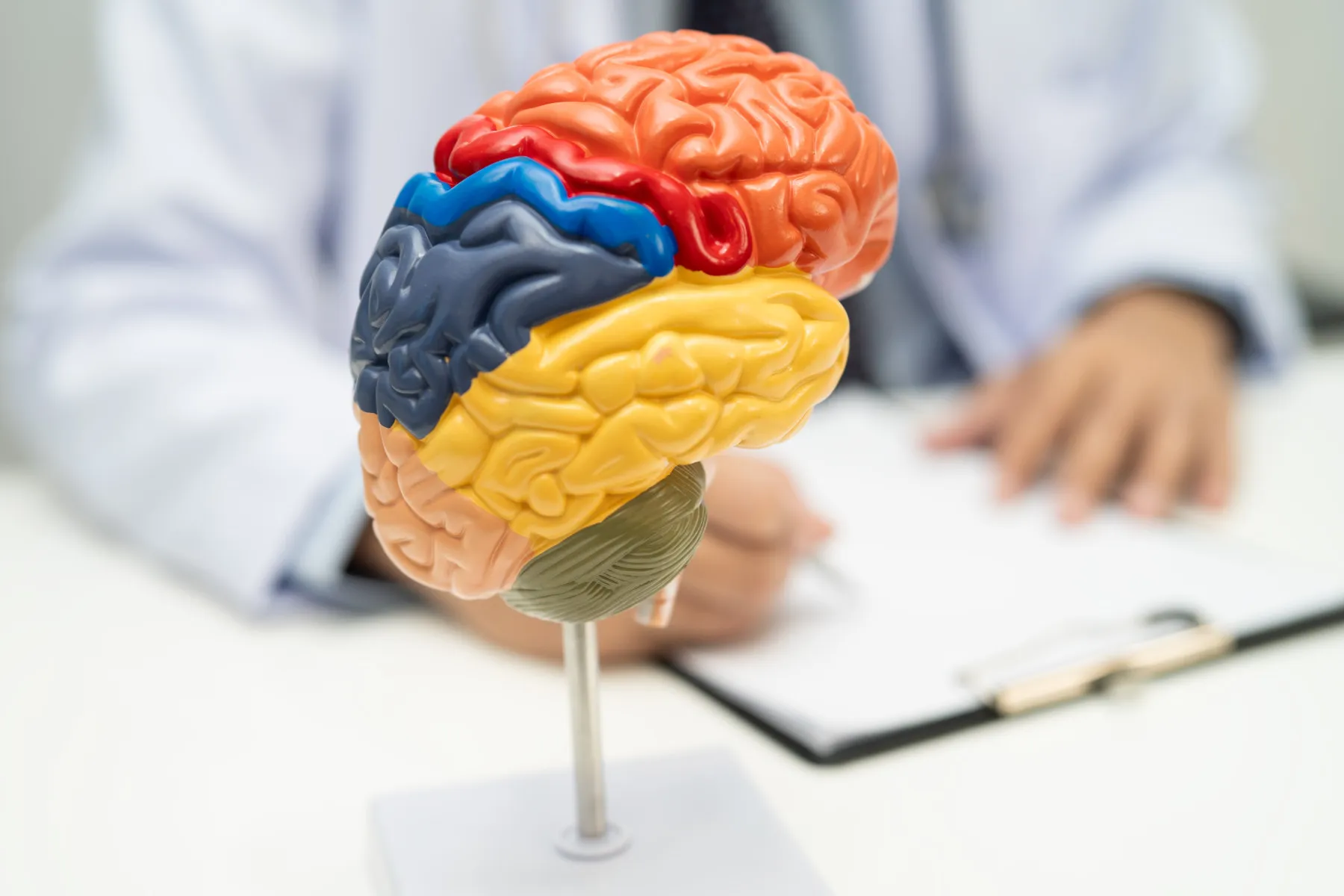 A colour-coded anatomical brain model, with lobes shown in orange, red, blue, yellow and tan, sits on a stand in the foreground. In the blurred background, a person in a white coat writes on a clipboard at a desk